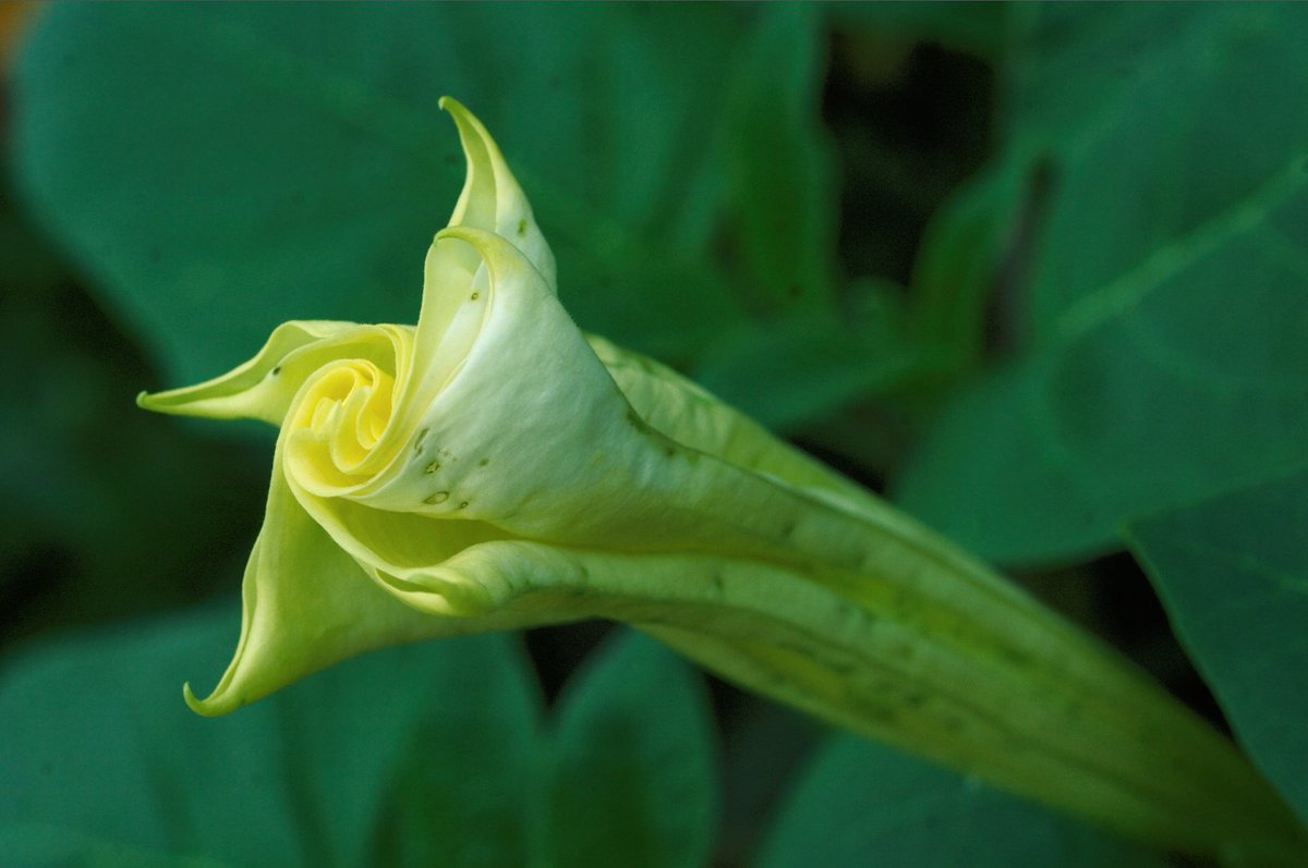 None of those images is at all "realistic" if you run them in color. (though some are less off of "true" than others)