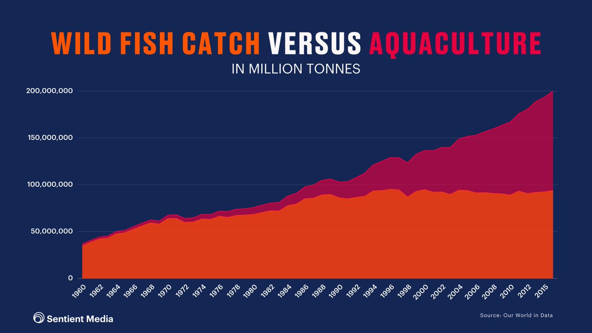 Many regard fish farming as a safer and more sustainable way to meet global demand for  #seafood, and aquaculture has overtaken wild capture in terms of global production.Fish farming, however, negatively impacts both  #fish and the environment. 10/16 https://sentientmedia.org/fish-farms/&nbsp;