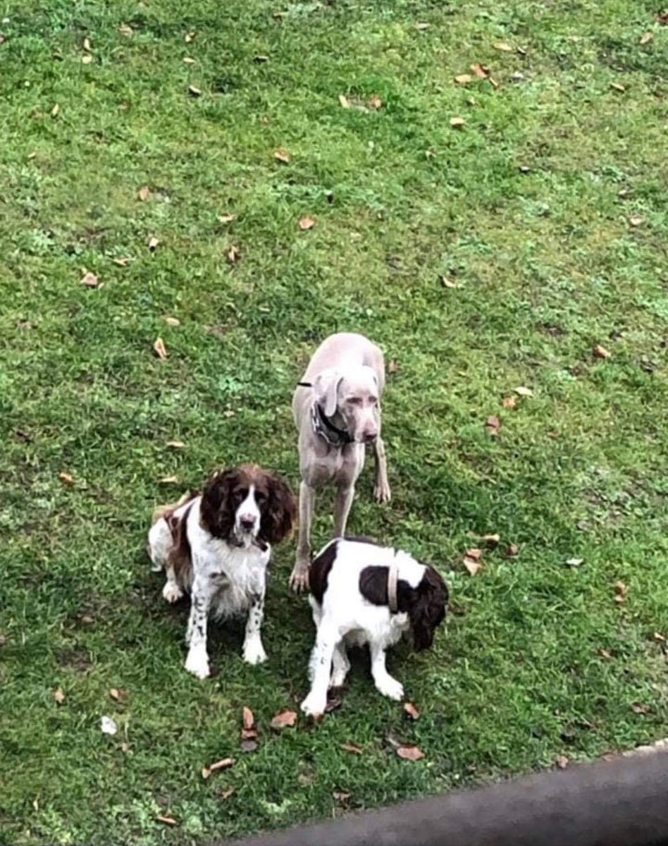 mathildelavaire's tweet photo. 🆘️ 😰Dekker et Gus se sont sauvés cet aprem. Merci de partager secteurs #chiry #dreslincourt #ribecourt #passel #ville #noyon
Ils sont adorables et inséparables.. le 18 est prévenu depuis 15h30.
Si vous les avez vus merci de vos messages en MP.
Merci de votre aide 😰😰 https://t.co/PGufL301q9