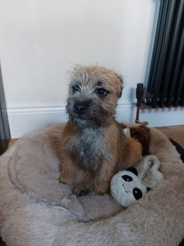 millypod1's tweet photo. NESSA HOME SAFE. THANKS FOR RT's 😊🐕🐾

24 JAN 2021. #StillMissing #PUPPY 
NESSA #Lost #ScanMe #Tagged
Red Grizzle Border Terrier Female #BTPosse 
#DukesWood #Hexham #Northumberland #NE46
SIGHTINGS**
Nessa now has her own FB group
https://t.co/AiCw99dRub

https://t.co/hufFgGXQLk https://t.co/wXlQYfpbx0