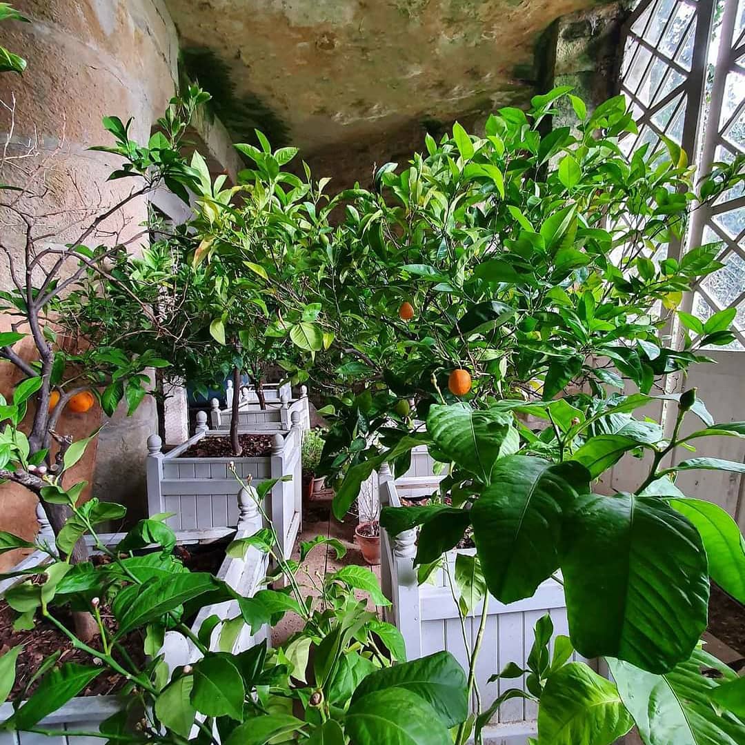 ChateauSJB's tweet photo. #ORANGERIE
En contrebas du Château, l'orangerie dévoile un vaste espace de protection. Orangers et citronniers y trouvent refuge l'hiver. La hauteur sous plafond permet une régulation thermique optimale et les larges fenêtres laissent pénétrer la lumière et la chaleur du soleil. https://t.co/fdWZmCA1kF