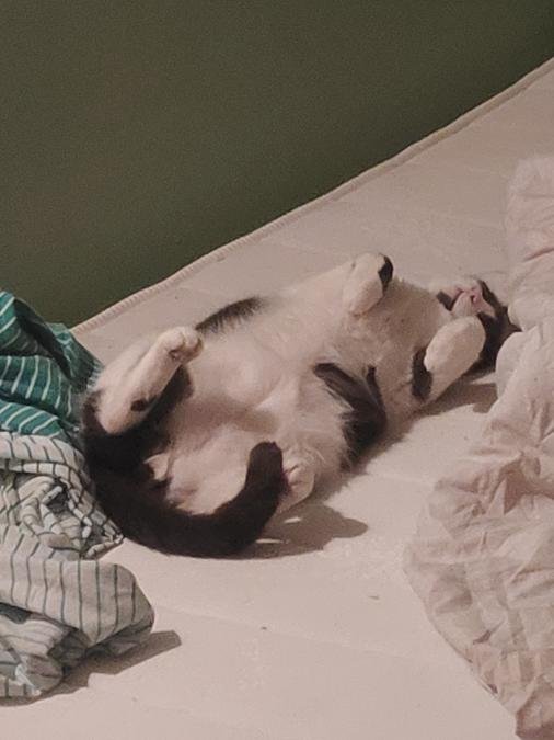 Puisque pas mal de monde a le moral bas j'me suis dit que j'allais vous faire un petit thread feel good sur mon ptichat (photo). 

Contexte un peu moins feelgood rapidement, avec ma copine on avait 2 chats (qui étaient à elle à la base), Mamanchat et Bébéchat.