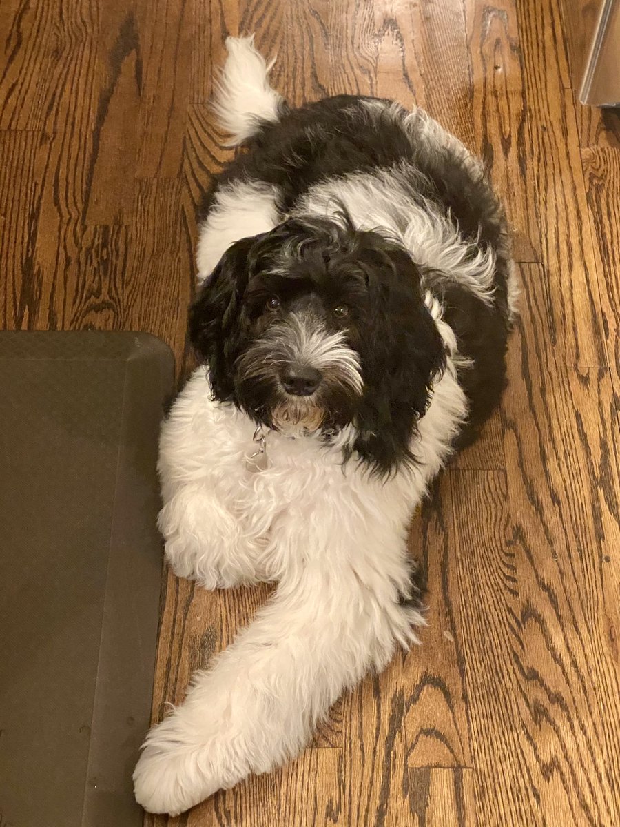 samantha_k_huge's tweet photo. โIf you want a friend in Washington, get a dogโ Harry S. Truman #LafayetteTheHugeDoodle is glad to know #FirstDogs Champ and Major have moved into @WhiteHouse with @POTUS and @DrBiden. #OrderIsRestored https://t.co/mXBaLv4TCB