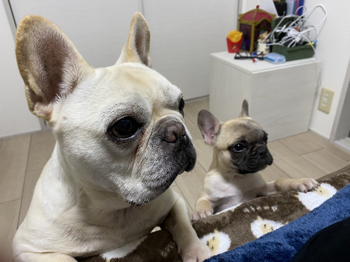 フレブル小次郎 高虎 パパがベッドでポテチやらポップコーンを食べるもんだから ワンズ達の視線が熱すぎる フレブル小次郎 高虎 パパがベッドでポテチやらポップコーンを食べるもんだから ワンズ達の視線が熱すぎる