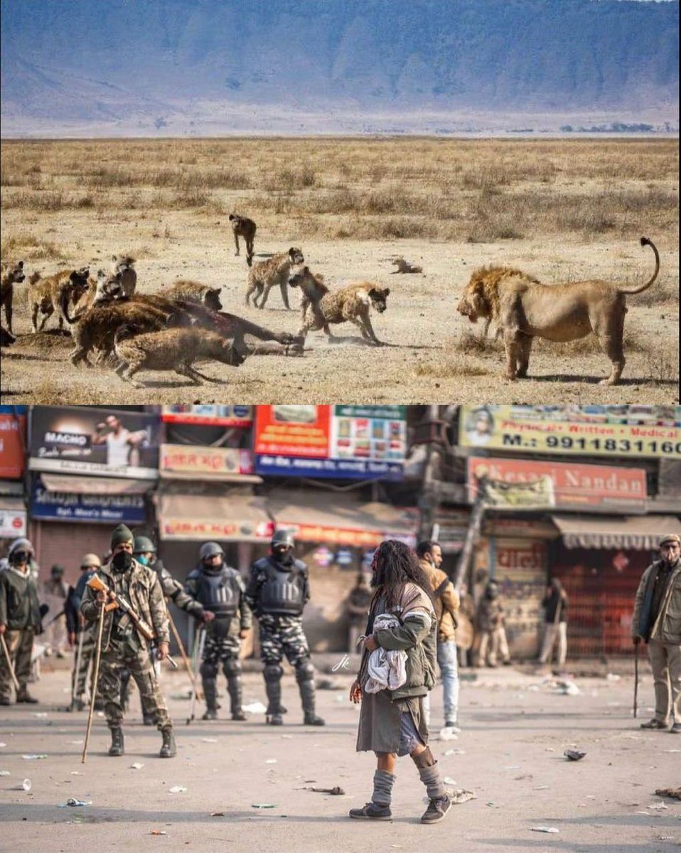 SherePanjabUK's tweet photo. Lion! https://t.co/YKOcxXroeW