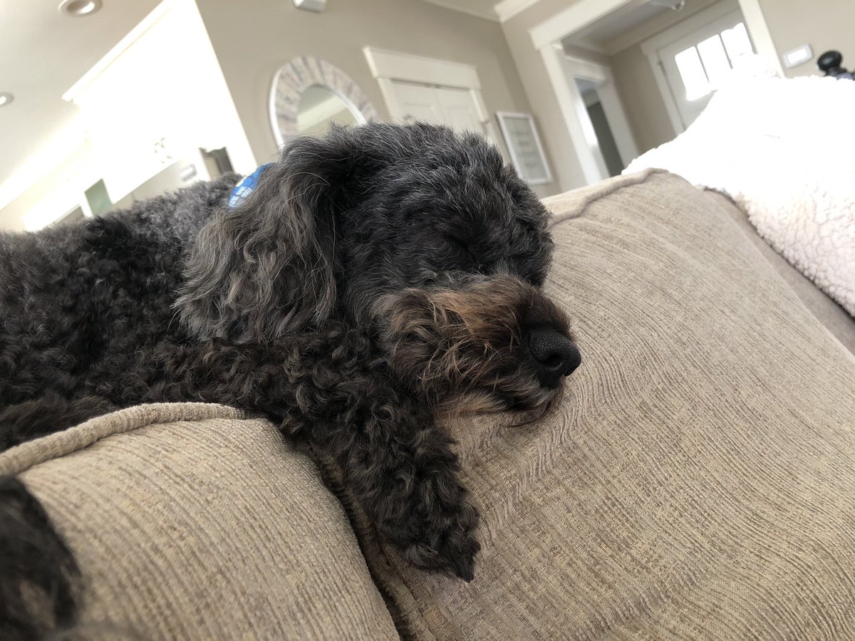 altangla's tweet photo. We did it, 3.5 miles today! #DogMom5k10k #IRun4Movement https://t.co/dFO4SUtdb2