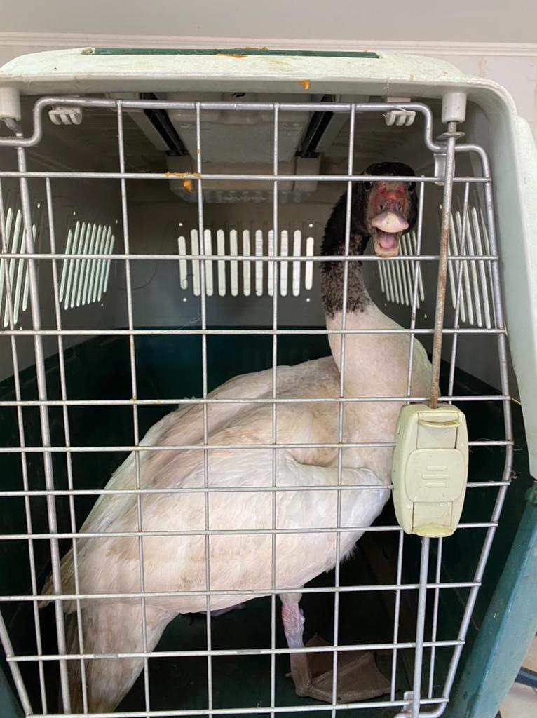 sagchile's tweet photo. Vecinos del sector #SanMiguel de #Cauquenes rescatan cisne de cuello negro, el cual aparentemente presentaba dificultad para volar. Tras evaluación de funcionarios de @sagchile se determinó que estaba en perfectas condiciones para ser liberado en el tranque #Tutuven. https://t.co/kI47TRdYPC