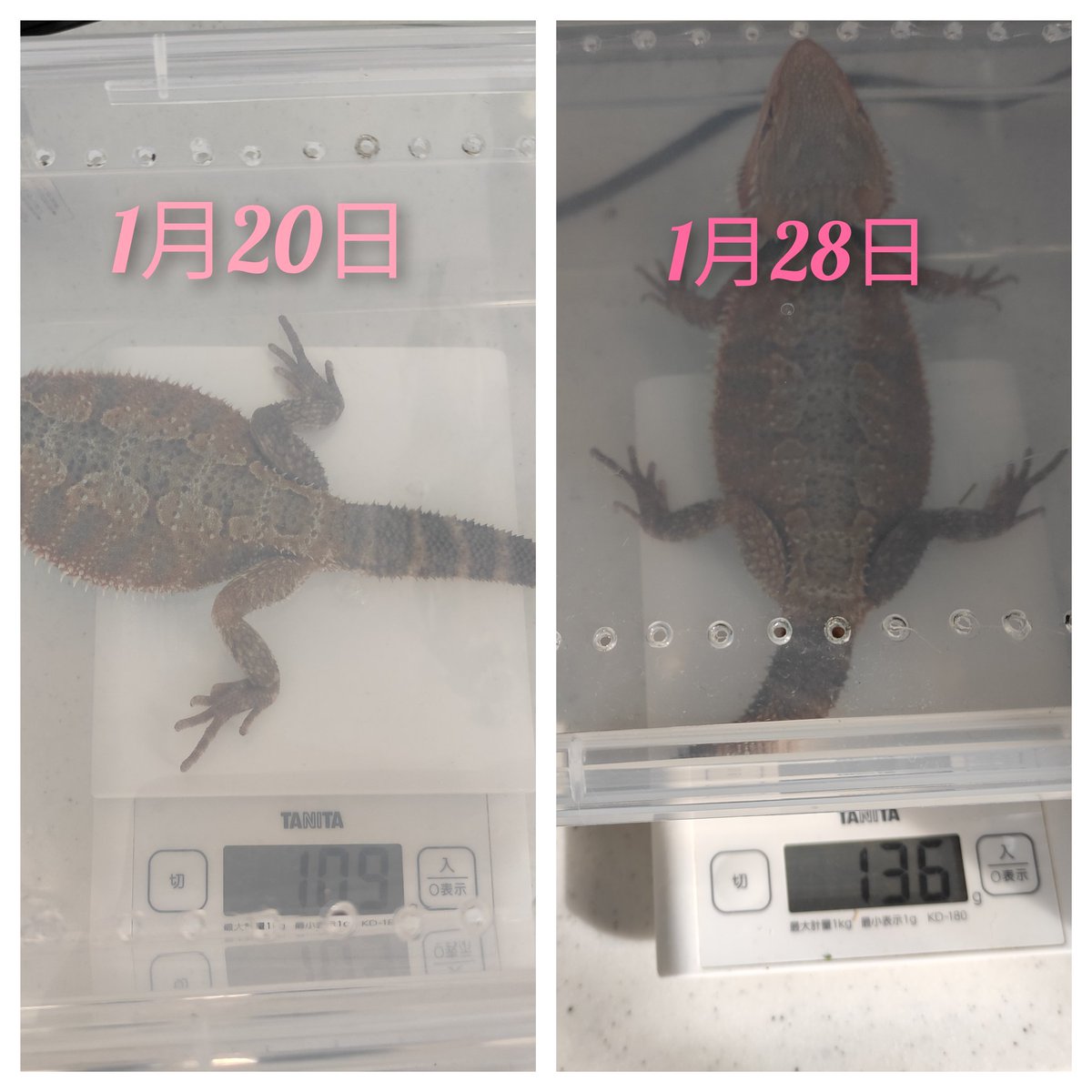 109ｇ→136ｇ
やはり成長が著しい…🤔✨