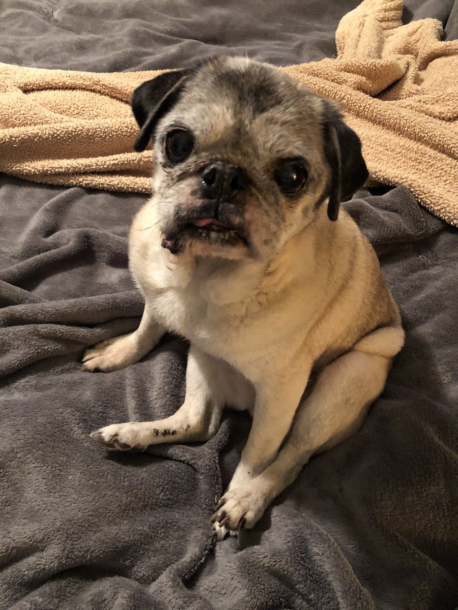 Mr_SamMann's tweet photo. Tori sadly crossed the Rainbow Bridge yesterday, just a month and a half shy of turning 16. After battling cancer for more than two years, along with some other health issues, her body just couldn’t fight any more and her time to be at peace has come.
#pug #pugs #pugsoftwitter https://t.co/ucEYF41O5L