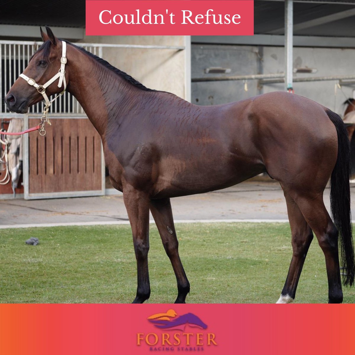 Desracing74's tweet photo. It's a wonderful day to head to the Sunshine Coast with three great horses running!
I Wanna Be a Jeep - Race 4 - 2:12pm
Couldn't Refuse - Race 5 - 2:52pm
Awesome Pluck - Race 8 - 4:48pm
#iwannabeajeep #couldntrefuse #aweseomepluck #racingtips #saturdayracing @QLDRacing https://t.co/EdQXk7nXhy