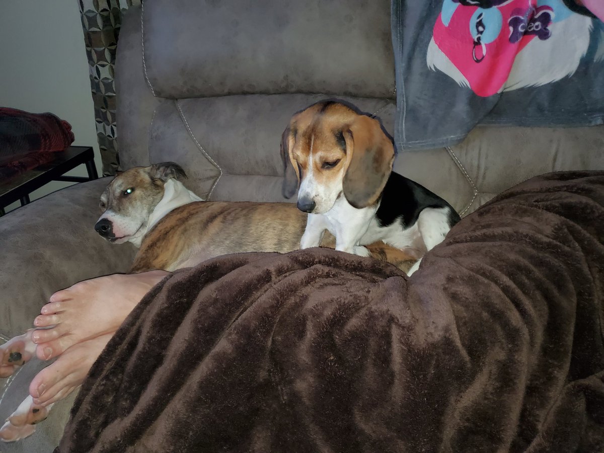 Daddy's feet must be cold! 🥶 #beagle #beaglesoftwitter #beaglelife