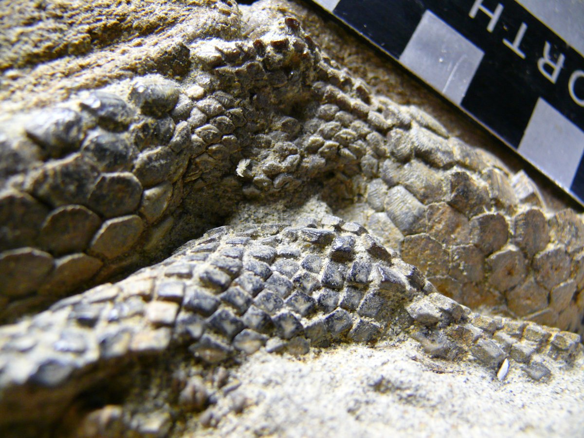 Paleojim tweet picture