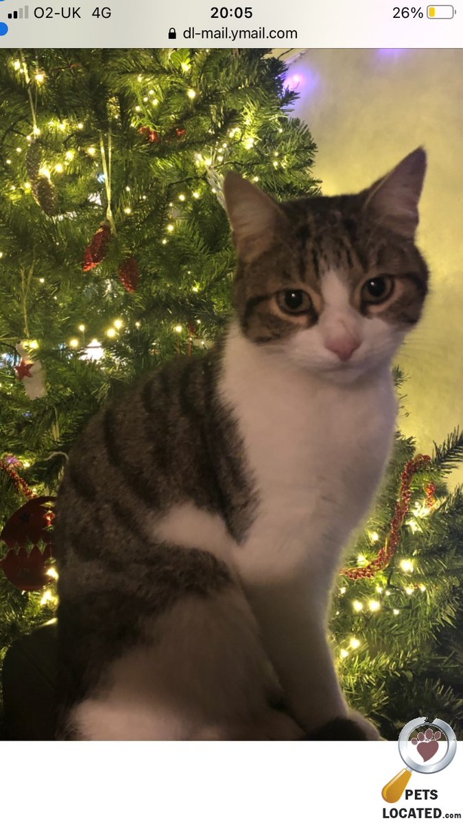 PetsLocated's tweet photo. Tabby Cat lost in Sheffield (S8) on 28th January 2021 #lostcats #lostpets #animalrescue https://t.co/SMFJBBEWvD https://t.co/3bBpHV12Rl