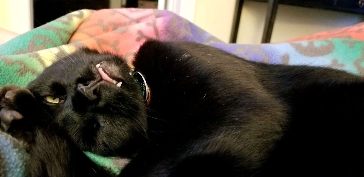 shadowxglitter's tweet photo. @TheOvalPawffice if you are still hiring &amp; need anykitteh for a Child Protective Services role (or a Secrekitty of Education?), Zero would love to be your cat! He has nearly a year &amp; a half of experience in enrichment of young lives &amp; looking after vulnerable young kittehs. 😺 https://t.co/mlludlwhER