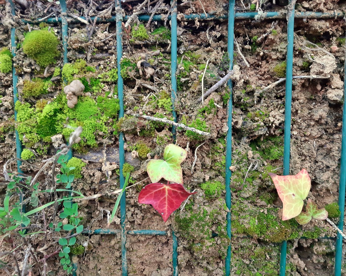 celesgalan64's tweet photo. Después de la #nevada vuelve la #vida con fuerza 🙂
#musgos y #hiedras , #hierbas y #plantas
#NaturePhotography
#naturelovers https://t.co/u6X9stR5FR