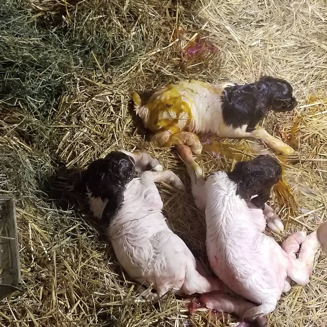 WisAngieG's tweet photo. Thank God for veterinarians.  Banshee had ketosis over the last week and we had a recheck scheduled. When he got here I told him she might be close to labor  well, one was stuck sideways. #triplets https://t.co/ELatkhv1IC