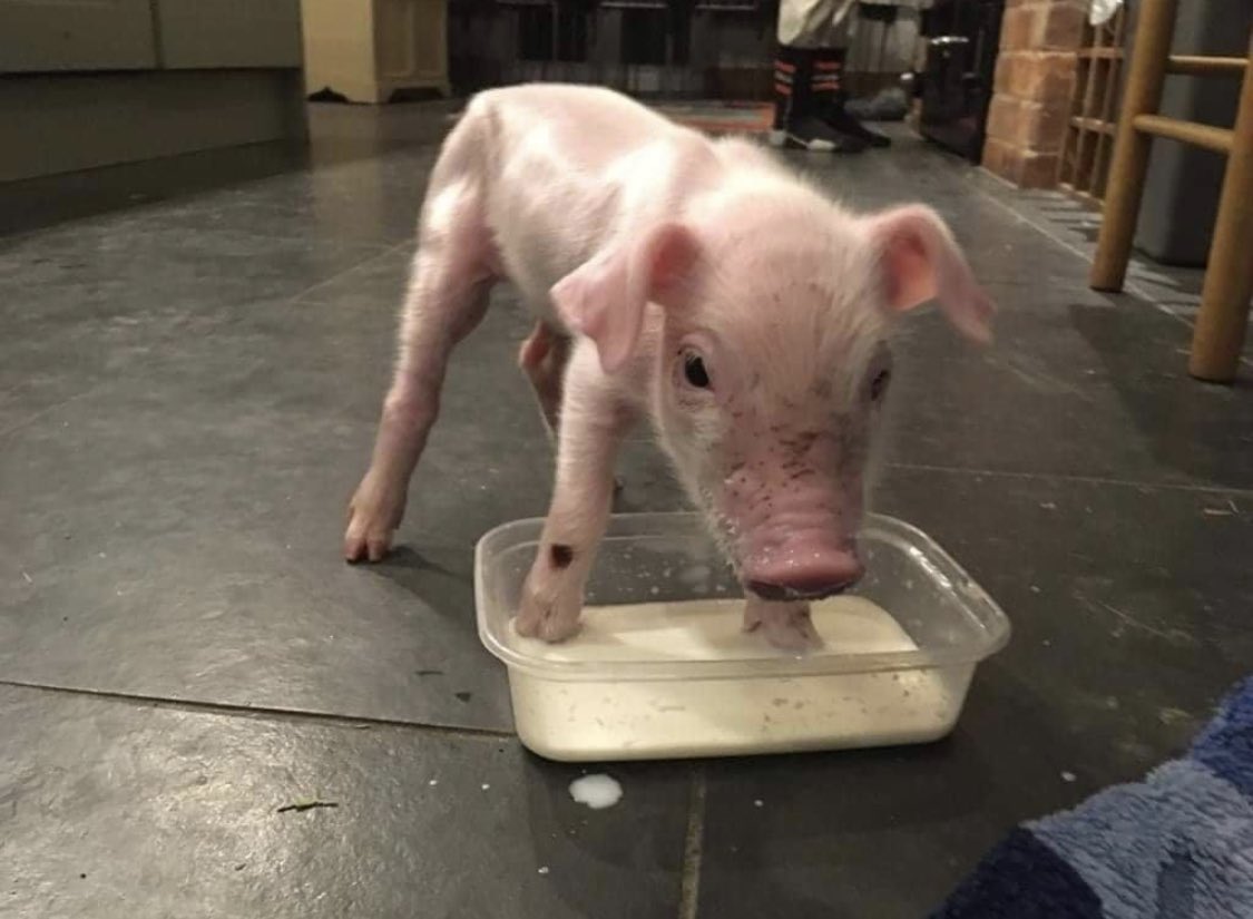 Meet Phoenix, one of the cutest piggies ever!

Thankfully Phoenix was rescued by Pigs in the Wood, being the runt of the litter he was already struggling, but he was then taken away from his mum, he really stood little chance of survival.