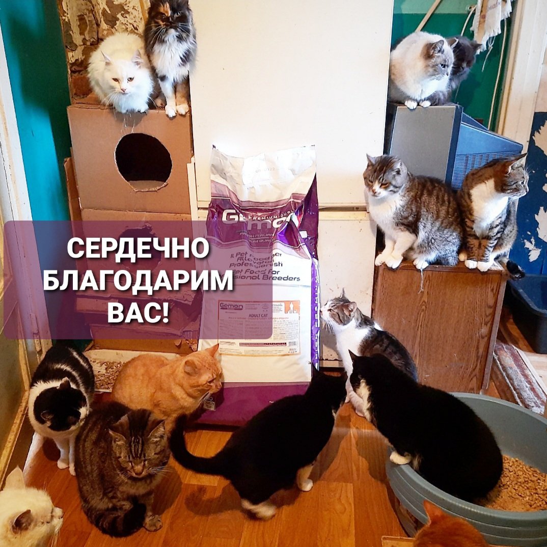 dobroeserdce_k's tweet photo. #Благодарим всей душой с 34 #котиками @ann_shaulskaya, всех участников и неравнодушных дарителей за помощь в приобретении 20кг корма #GEMON для хвостиков ❤
#Сегодня мы кушали ещё прошлый корм, одна баночка с него осталась на завтра и начнём новый мешок + 10дней до 8 февраля👍 https://t.co/M66lChe02K