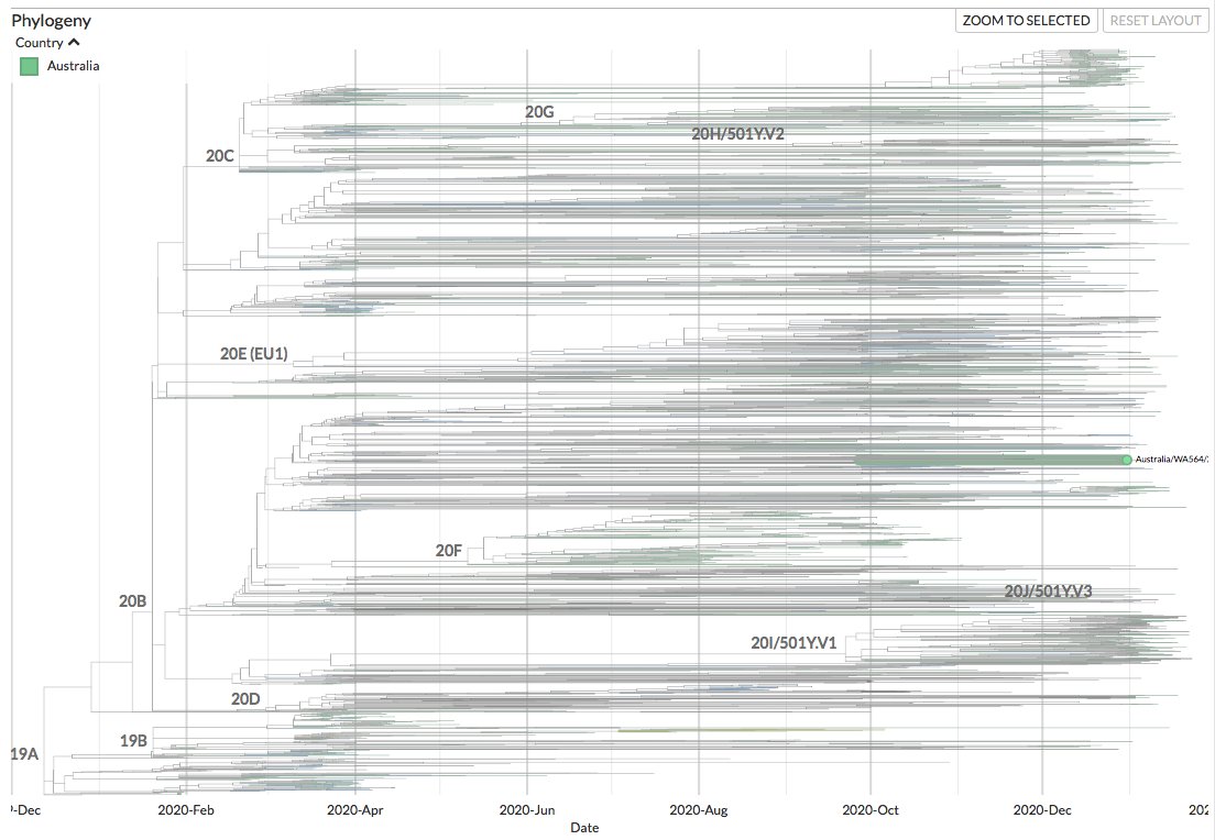 nextstrain's tweet photo. @GISAID @WACCBIP_UG @UnivofGh @krisp_news @rjlessells @Tuliodna @EduanWilkinson New sequences from Brazil (2) are currently not visible due to random subsampling. New sequences from Australia (2) can be seen on https://t.co/ToVoJOihIL.
(Thanks to IBTEC Botucatu, @Unesp_Oficial, #PathWest Laboratory Medicine, @WAHealth)
2/7 https://t.co/KBL2XeJ38Z