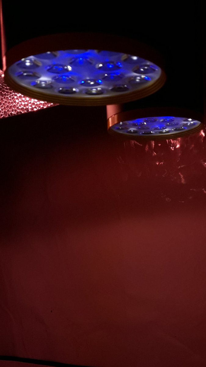 AdrycManellson's tweet photo. El Sol en #AdrycsCove se puso entre Divertidos Colores, Eléctricas Luces brillan, una #Auditoría a @GreenbudSeeds iluminan.
Son #AfghanStorm #AutoCakeBomb y #BudMaker #Auto, #Sust #Ligth #Orgánico #Plagron, #LEC315Wts #RefBlanca @LUMiiLighting #LED25Wts.
#SailingTheGreenSea.🧚‍♂️😎 https://t.co/S4DWnGCEmL