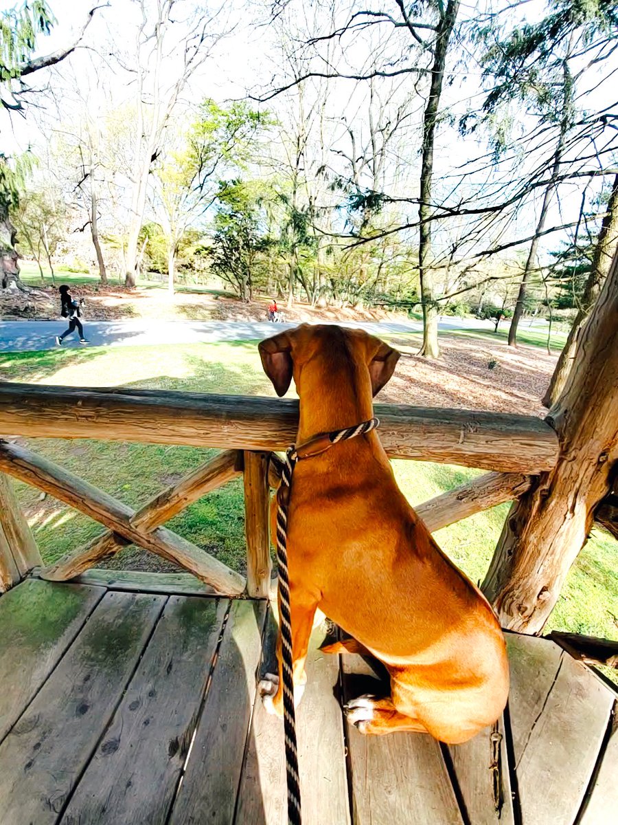 Merlins_Kids's tweet photo. Missing the warm weather right now! Hope everyone is staying warm on this cold day! 🐾 https://t.co/zkPaY7B2F6