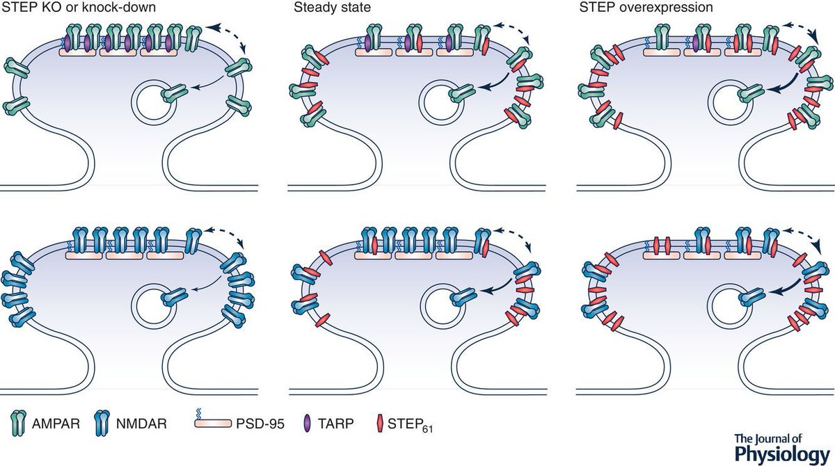JPhysiol's tweet photo. Does the protein tyrosine phosphatase #STEP play a role in #synapticdysfunction in a variety of neurological disorders? Read this excellent symposium review now 👉 https://t.co/dt6zrEpMq3 https://t.co/vrJiTqvrDM
