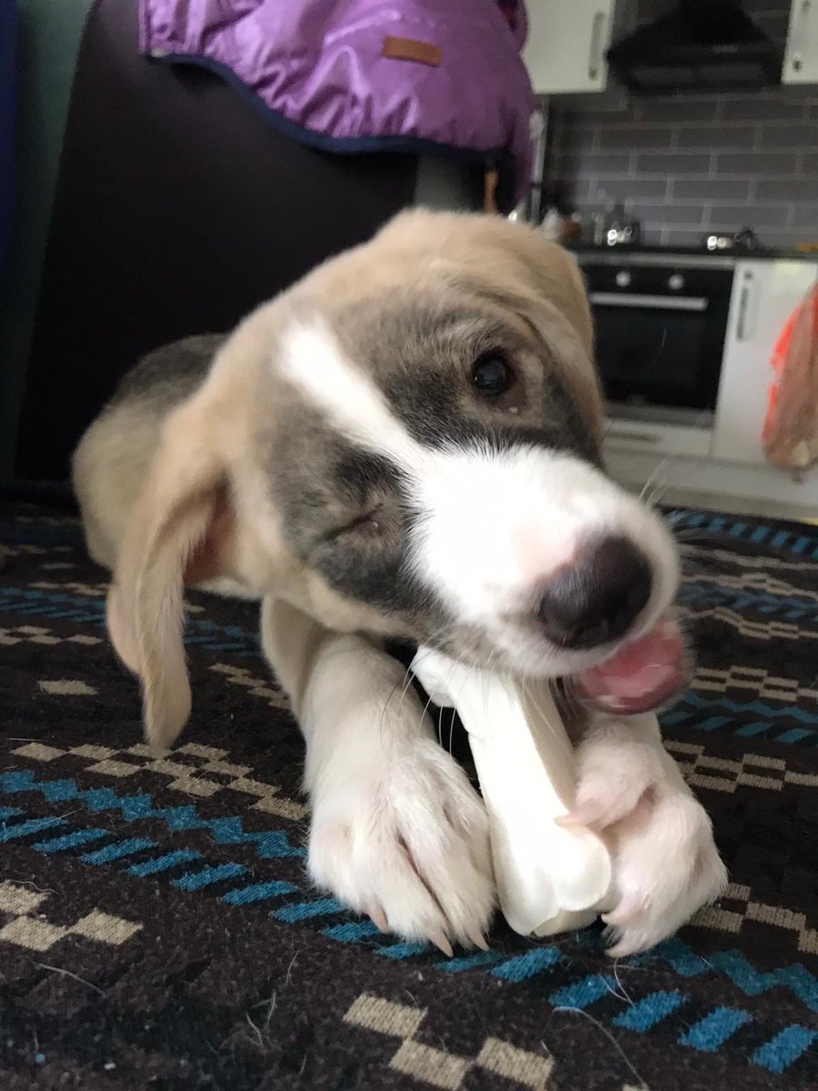 Barınaktan kendini bağıra çağıra zorla çıkarttıran şu gence yuva lazım dostlar. Yıkandı, paklandı, yedirildi, içirildi, sevildi, öpüldü, koklandı :) Bir de güzel yuvası olursa bir eksiği kalmayacak. RT lütfen. İzmir 0536 032 66 87