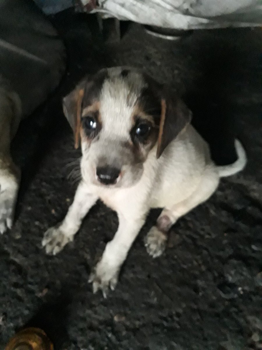 SSDRESCU's tweet photo. We have no more words to talk about suffering here only. We hope that you will help us. Please donate a small amount of food for these poor beautiful animals and those children.#Please_🙏🙏🙏🙏🙏🙏🆘🆘🆘💔💔💔😭😭😭😭😭🚨🚨🚨🚨🚨🚨😔😔😔😔😔🆘🆘🆘💔💔😭😭😭🙏🙏🙏🐕🍗🍗RT💸💵💵🆘 https://t.co/97LWb9IDfw