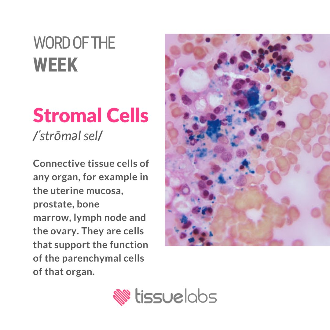 WORD OF THE WEEK: 
Stromal Cells /ˈstrōməl sel/ 
Connective tissue cells of any organ, for example in the uterine mucosa,  prostate, bone marrow, lymph node and the ovary. They are cells that support the function of the parenchymal cells of that organ. 
 
#stromal #cell #biotech