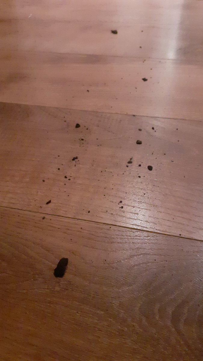 BoswachterC's tweet photo. Vandaag weer buiten geweest schat?  

"Eventjes maar,  hoezo?" 

#boswachtershuis
#tismaarmodder
#herplant2021 https://t.co/ogFSvP4zEJ
