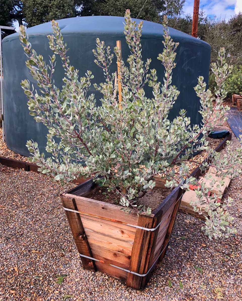 Arctostaphylos silvicola 'Ghostly'