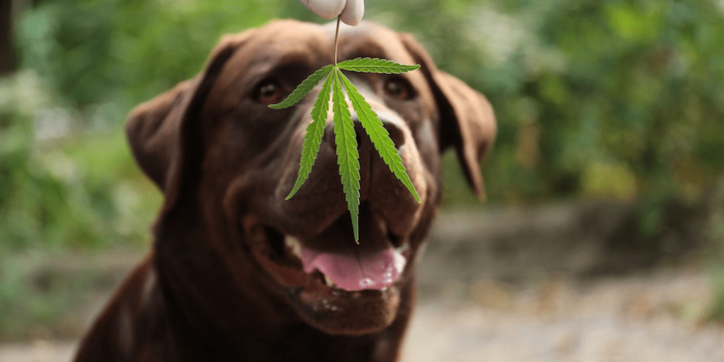 HaideRuizMVZ's tweet photo. #ManejoDeDolor. El uso de #CBD en perros con dolor crónico, es una gran herramienta natural que brinda buenos resultados sin los efectos adversos que producen algunos medicamentos. https://t.co/IodUEwtmJw