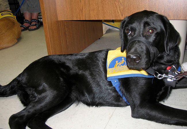 rickmerrillatty's tweet photo. Everett Attorney Rick Merrill Explains Dogs on the Job — Law Offices of Rick H. Merrill - Everett, WA https://t.co/NpROQ7tsHl
#RickMerrillExplains #EverettLawyer #MerrillLaw
#courtroomdogs
#ServiceDogs 
#emotionalsupportdogs https://t.co/k7BNAK9YoC