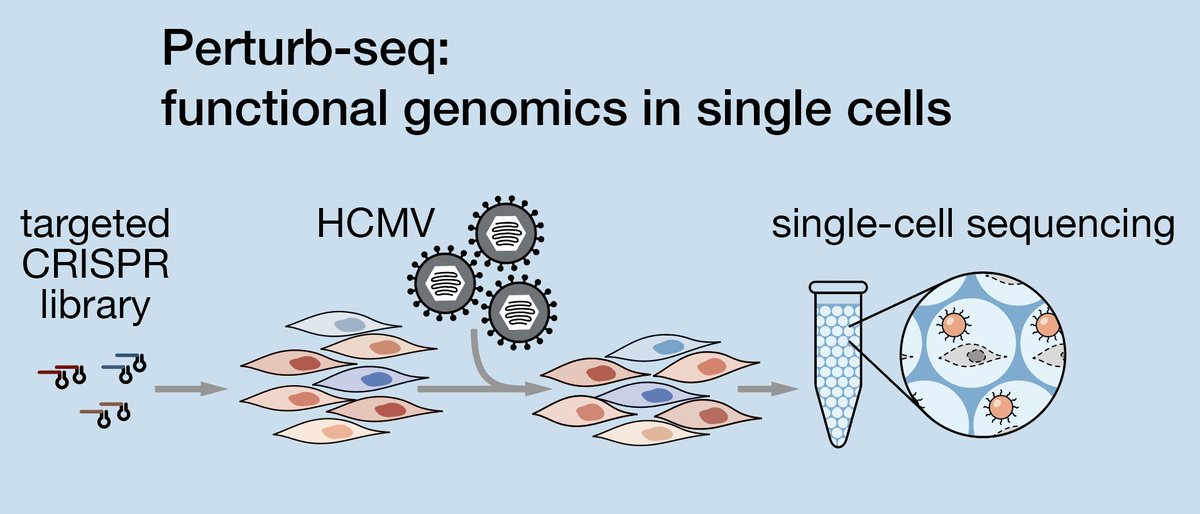 Fresh  #herpesvirus content:1/ We posted an updated preprint of our  #singlecell functional genomics study of human  #cytomegalovirus infection.I didn't do a tweetorial with the initial version, so here it comes now  https://www.biorxiv.org/content/10.1101/775080v2 #lovevirology  #herpes4life