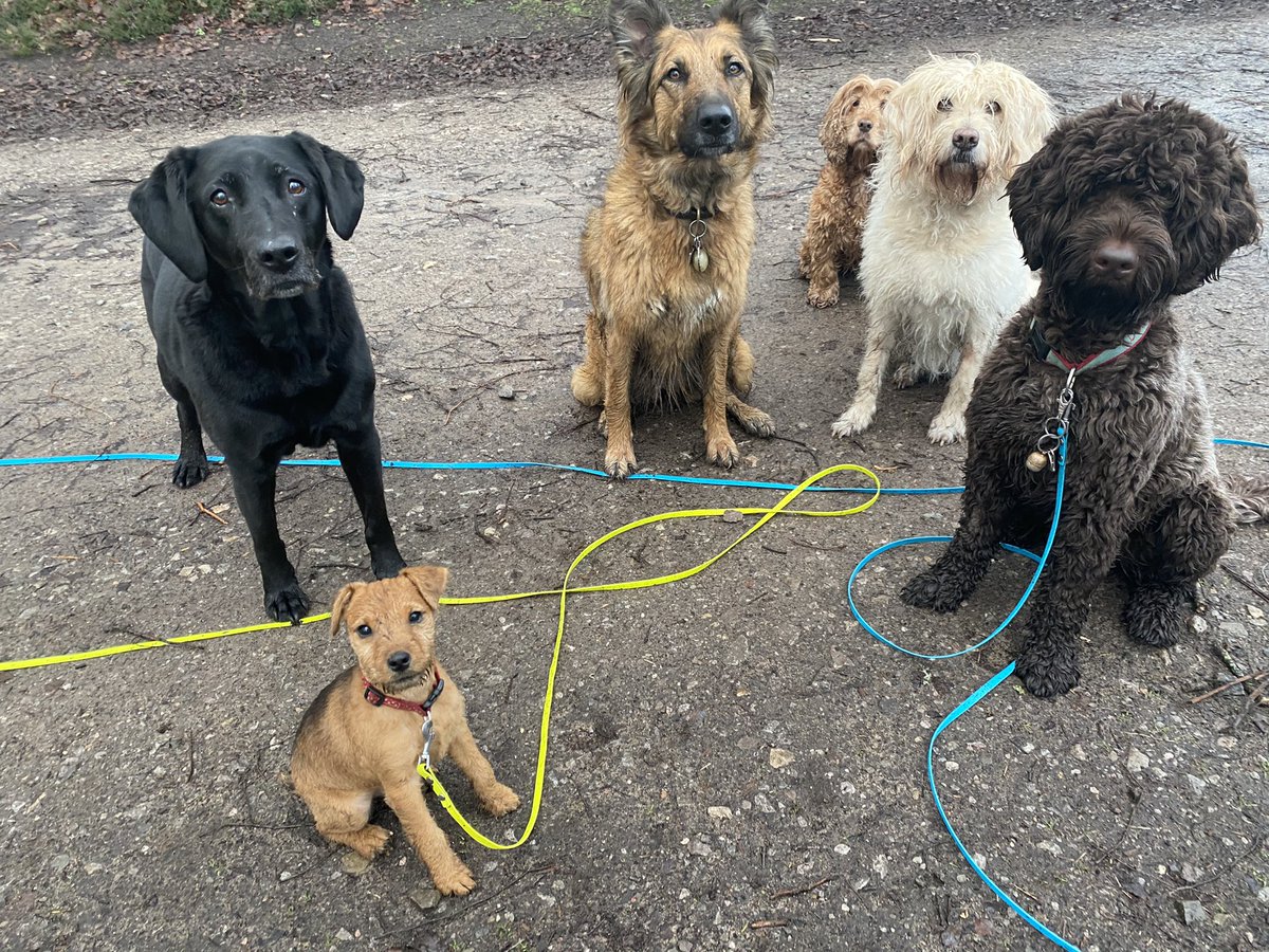 TRDogTraining1's tweet photo. Friday group shot aged 13 1/2 to 13 weeks #trdogtraining #dogtraining #puppiesofinstagram #puppytraining #elsteaddogtraining #funwithdogs https://t.co/rYTXKrhj40