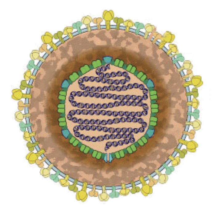 2/ Our guiding questions were:- What host factors and viral genes affect the progression of lytic infection?- What actually happens when we target those critical factors? Can we prevent infection? If so, "what goes wrong?" (from the perspective of the virus).
