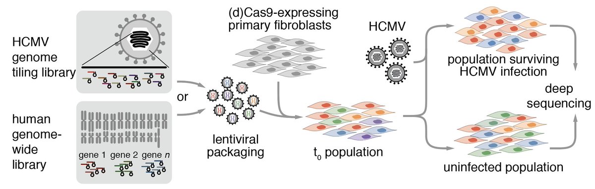 3/ We started with a series of CRISPR screens. HCMV infection kills fibroblasts over the course of a few days, but CRISPRi (knockdown) of host genes or Cas9-mediated cuts at specific positions along the viral genome can protect cells from dying, or even accelerate cell death.