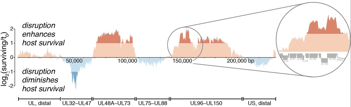 4/ The HCMV genome is very large (for a virus) and encodes hundreds of genes. It's dsDNA, so we used Cas9 and a guide library that tiles the entire genome, giving us a high-res phenotypic map. We found modules of genes with similar phenotypes, and 'cliffs' at gene