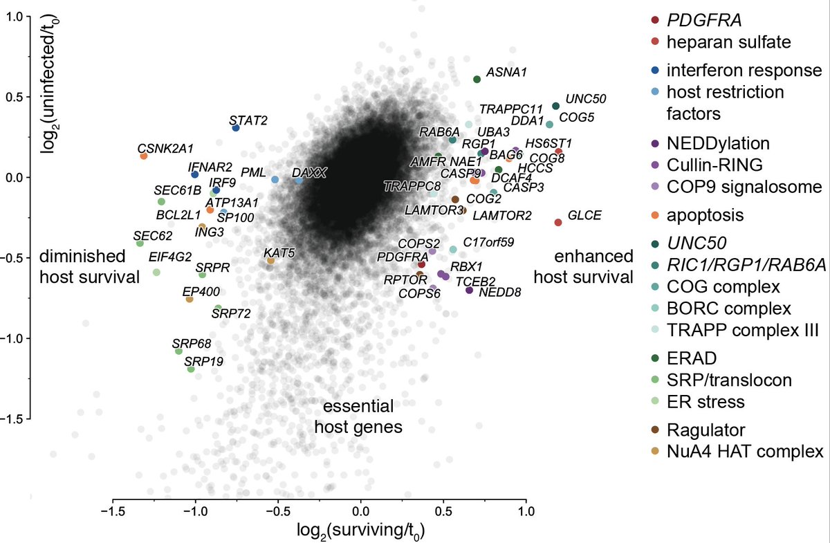 5/ The host factor screen was more of a conventional CRISPRi screen and gave us a list of candidate dependency and restriction factors from a number of pathways. But as screens do, they don't tell you why exactly a gene is a hit.