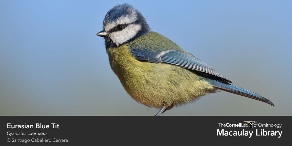 Team_eBird's tweet photo. Has the pandemic changed how you bird? A new study found region-specific changes: ⬆️ in stationary checklists &amp; more urban #birding. Behavioral changes can impact quality &amp; quantity of #eBird data &amp; must be taken into account. https://t.co/spoe627rQE 
#ornithology #bigdata https://t.co/Cq1iiq67Av