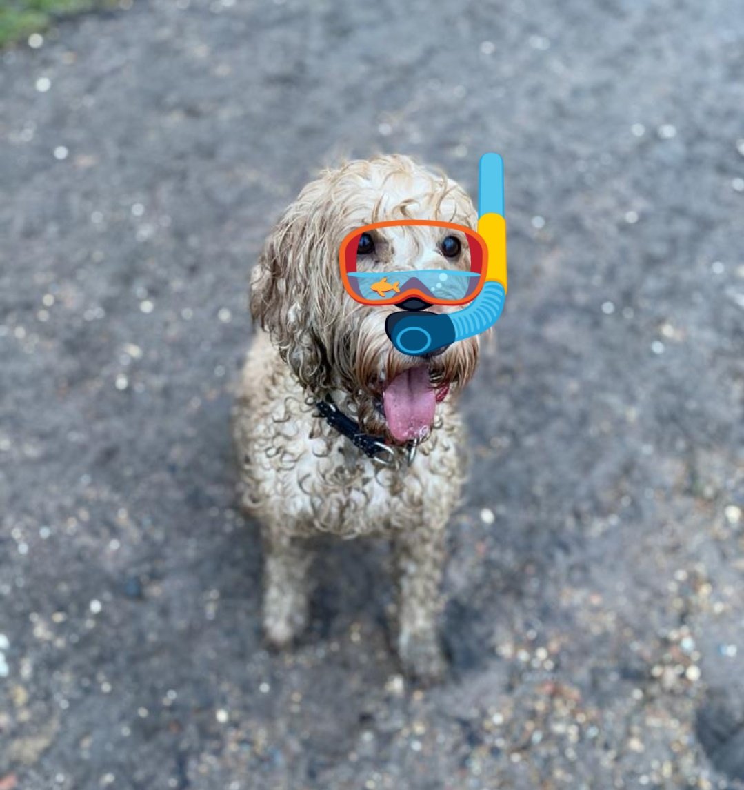 Conditions <a href="/fldparkrun/">EllenbrookFldparkrun</a> are ever so slightly wet and just a tiny touch on the muddy side. However this #parkrunner loved it! #notaparkrun #muddydog #MuddyWaters #parkrun
