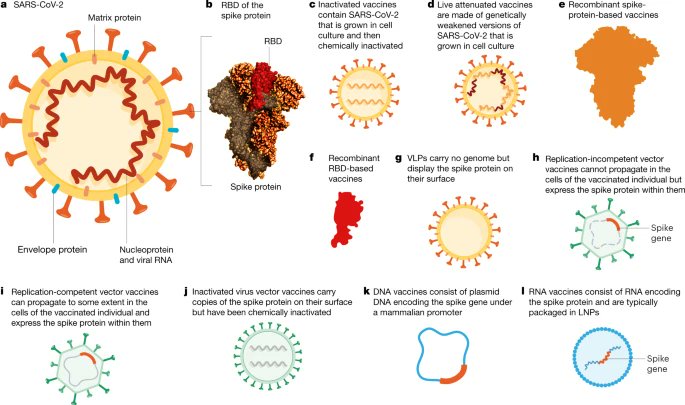 12. Moderna uses a slightly different approach but the design basis is similar. The graphic below shows the different forms of vaccine designs we are witnessing in mordern times.  https://www.nature.com/articles/s41586-020-2798-3