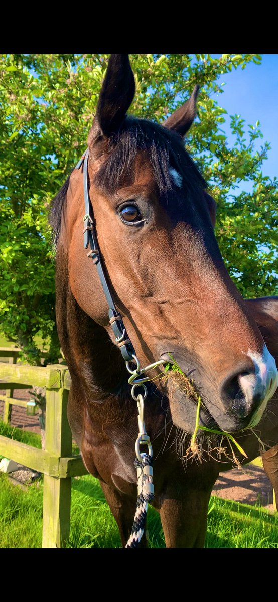 Ettyhol's tweet photo. Someone to smile about..  #Exracehorse #robson https://t.co/cwGaMqPUqK