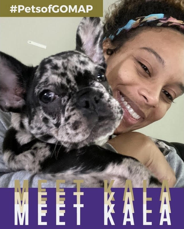 UWgsee's tweet photo. We're pumped to introduce #PetsofGOMAP, a new series spotlighting pets in our community that bring us #PAWsitivity. Our first guest, KALA, is a fearless black merle #Frenchie who loves fire, and is the baby & bff of @niamcostello!
Use #PetsofGOMAP to share pics of your fur baby! https://t.co/K669avgilZ
