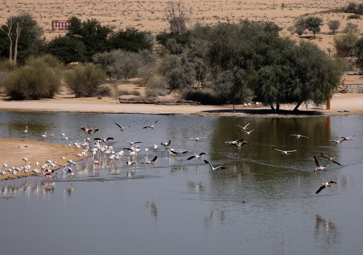 هجرة الطيور من اسيا عبر الامارات التي قد وفرت بيئات محفزة لبقاء وتكاثر الطيور مما خلق بيئة مستدامة  ...