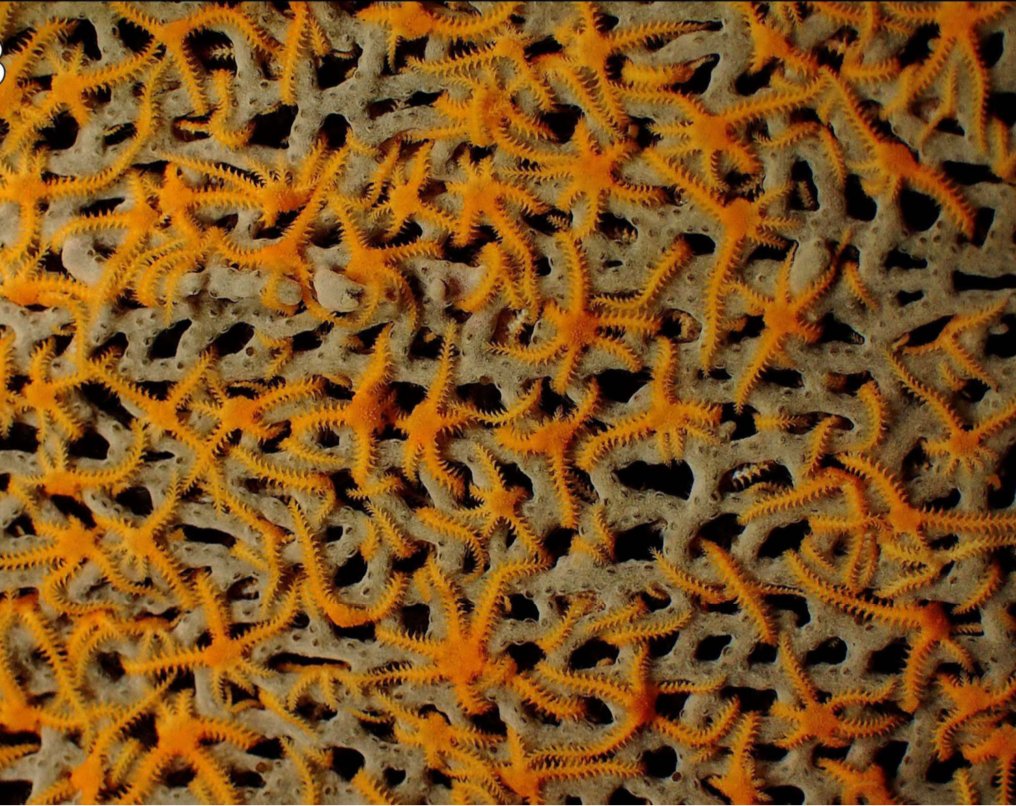 irisgorgona's tweet photo. Whenever you doubt about the ecological value of an octocoral picture Gorgonia ventalina and its associated 2.8 Ophiothela mirabilis specimens/cm2 from Ferry et al., 2020 #octocoralFriday #martinique #oceanliteracy #taxonomy #ecology https://t.co/O8JOPqCfDz