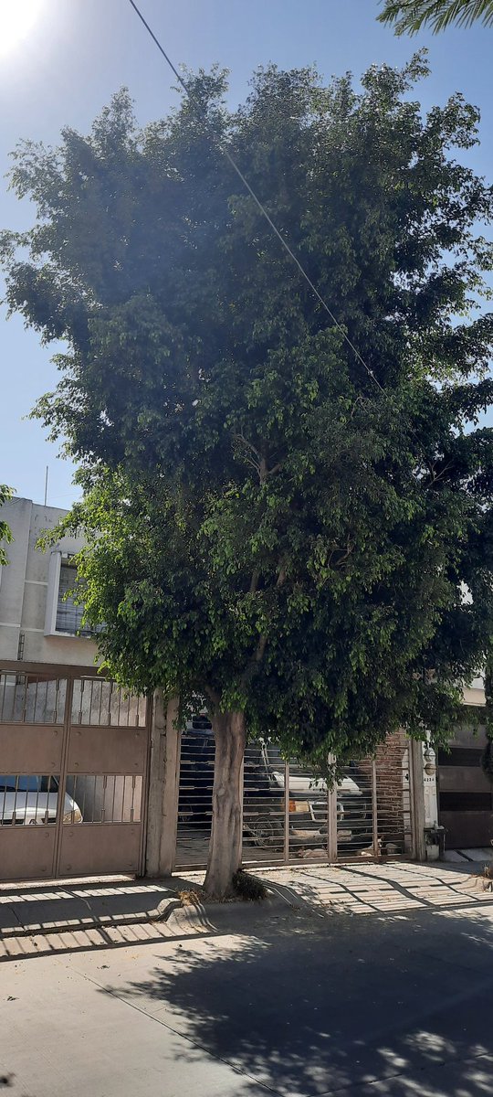 angels26435's tweet photo. Necesito su intervención @CasasYesLeon @ambiente_leon , los dueños de este árbol no le dan el debido mantenimiento. La banqueta ya tiene afectaciones https://t.co/AyZUYtOHZM