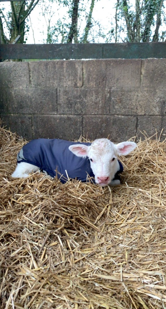 Annabelle Howell tweet media