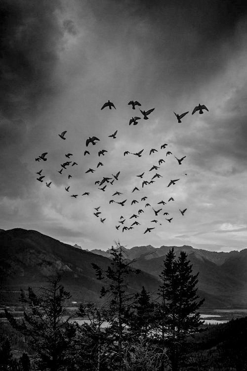 digerkm's tweet photo. "Sabrediyor kuşlar ebabil olmamak için."

#Kabekutsalımızdır https://t.co/WU9y6q3jUd