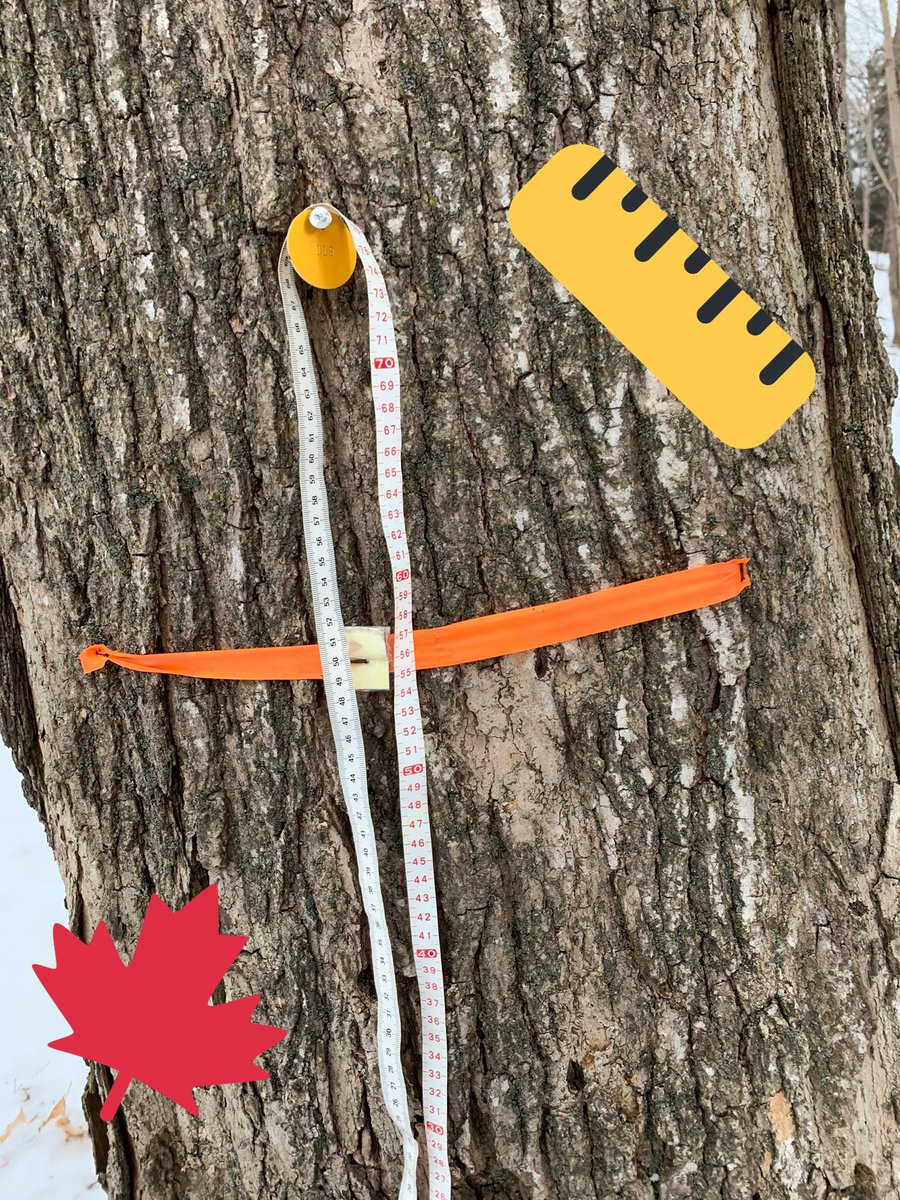 🍁@ForestValleyOEC #ecojobs #arborist #sugarmaples #treeid @crescent_town #grade3s #studentquestion ❓’Can you make syrup from other trees?’ @TOES_TDSB #outdooreducation @TDSBmath411 #Measurement @tdsbvs #virtualhikeLIVE @TDSB #teamwork ✅